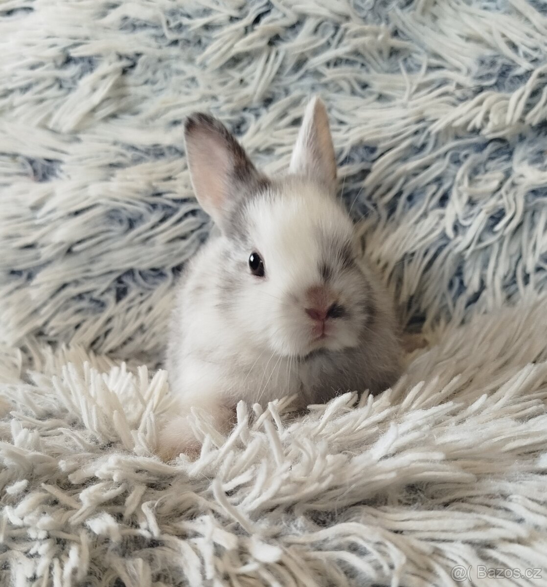 Zakrslý králík - 13