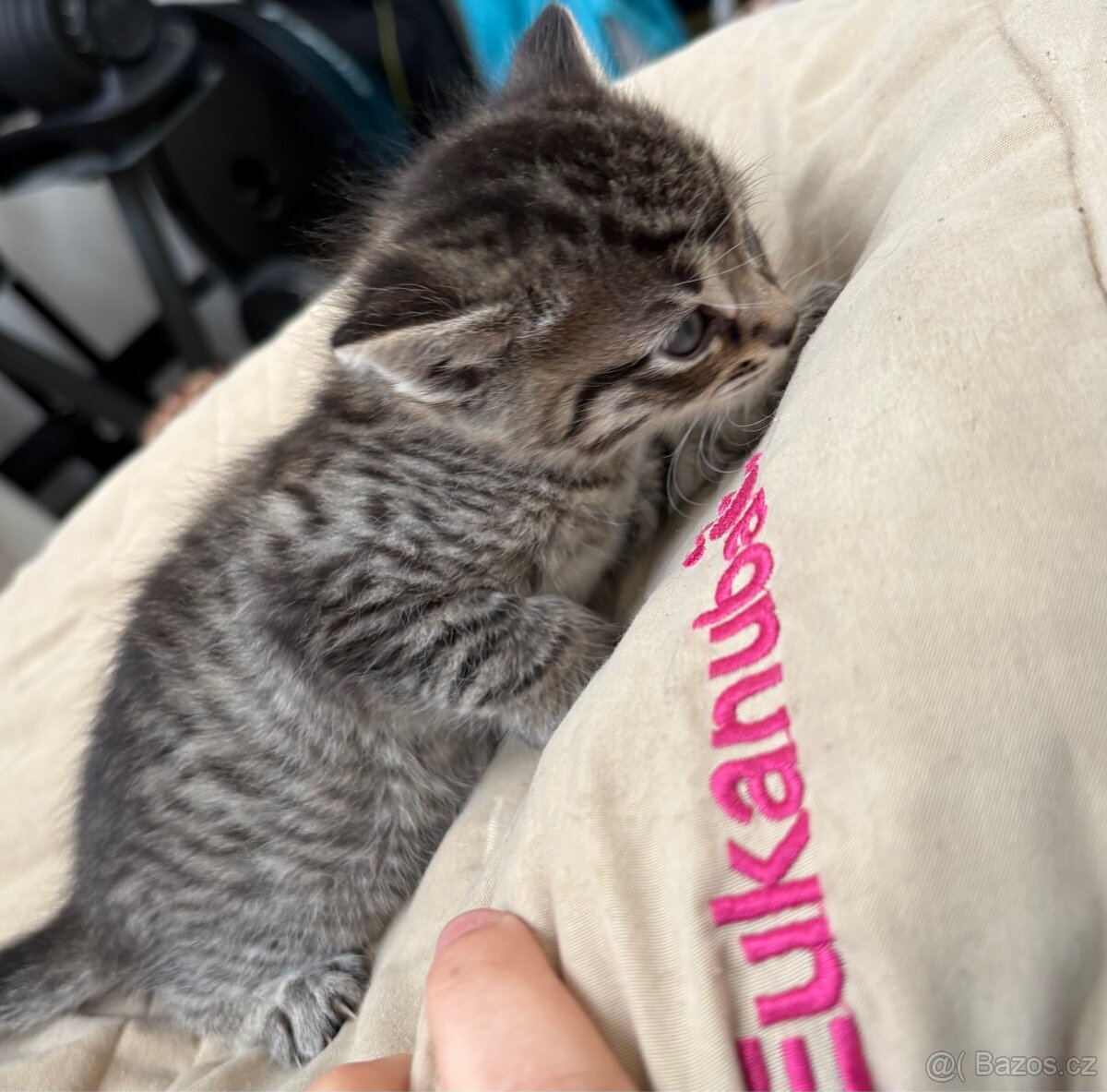 Bengálská/britská koťata - 13