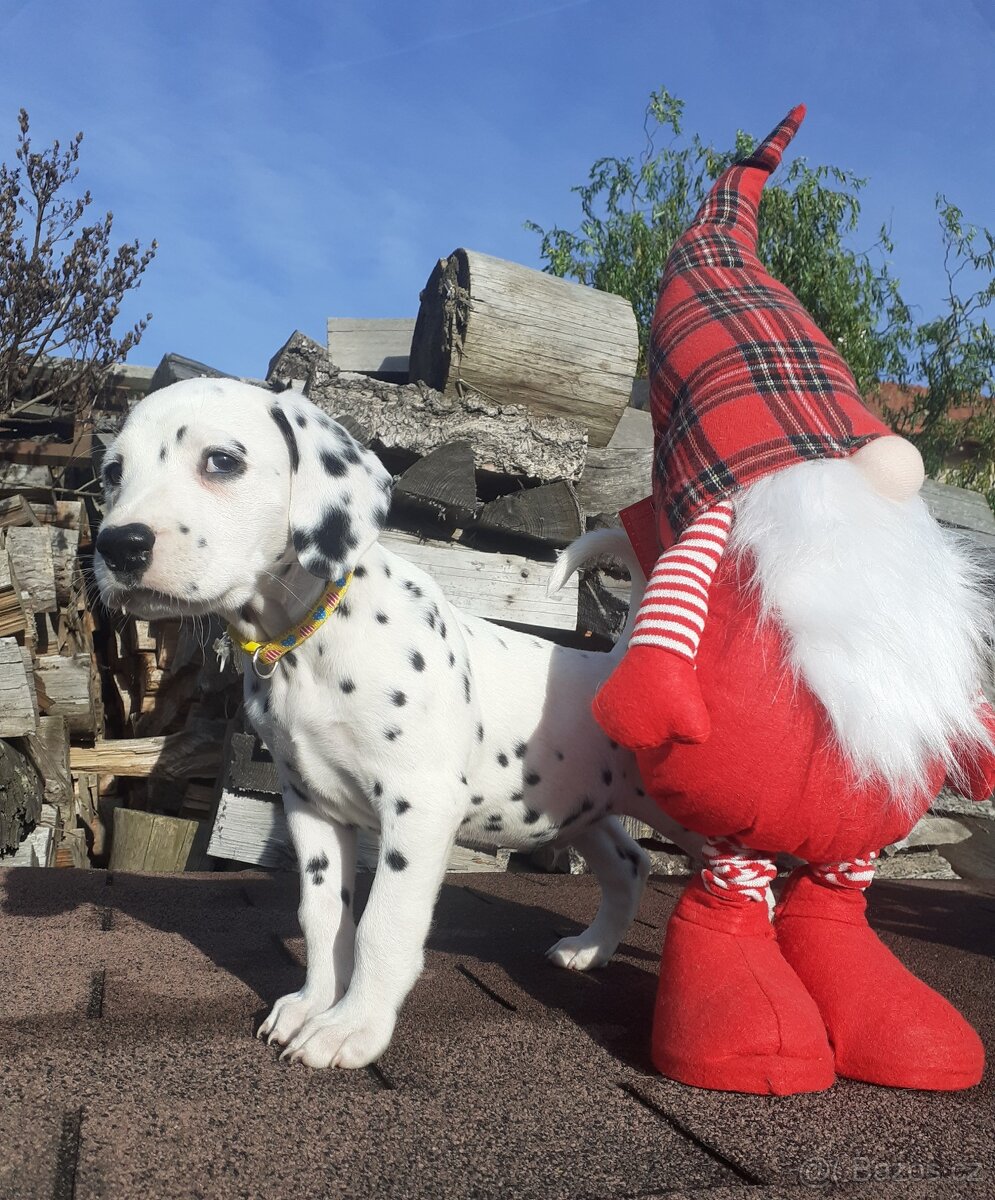 Dalmatin již k odběru - 13