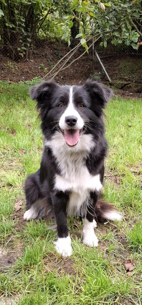 Štěňata border kolie s PP - již k odběru - 13