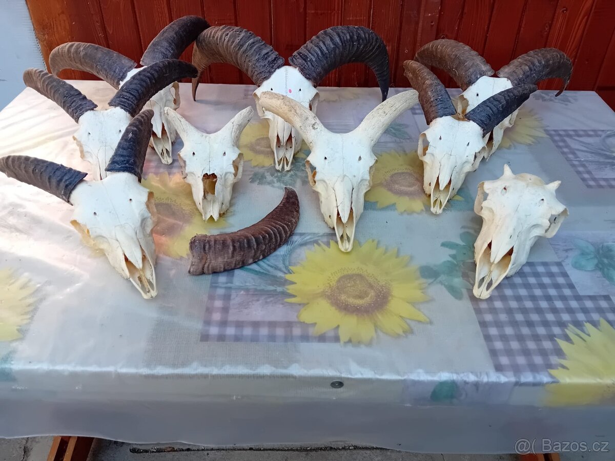 Myslivecké trofeje - 13
