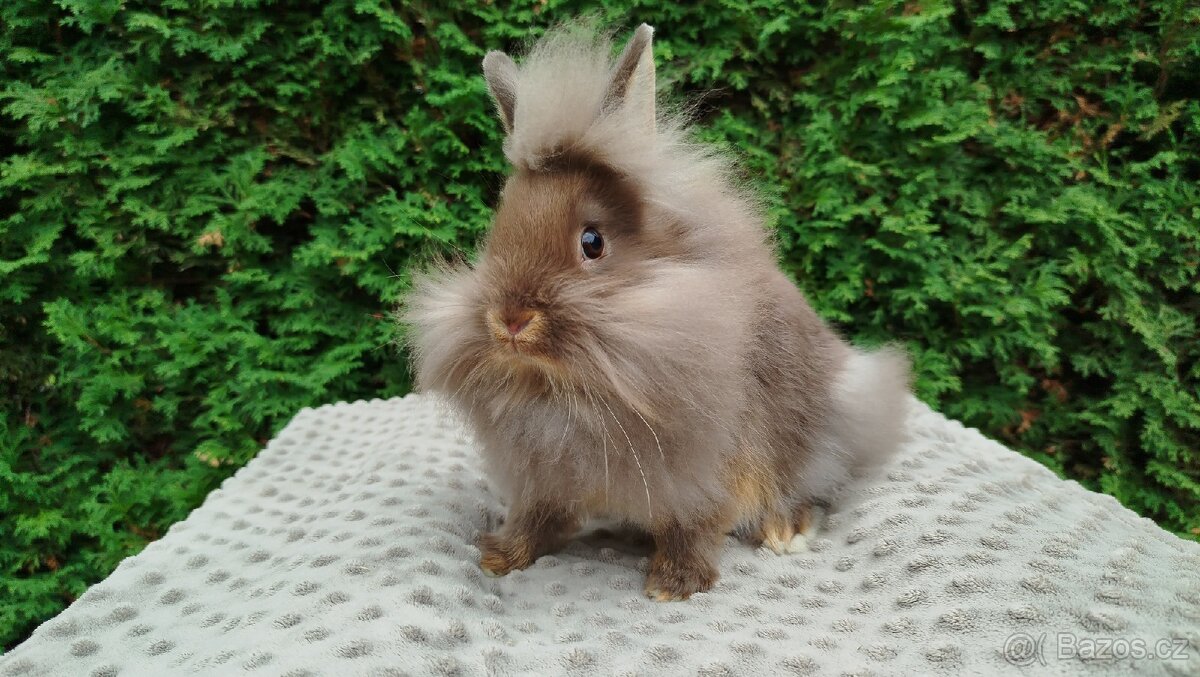 Zakrslý králík, králíček-(lvíček)-NATANIEL - 13