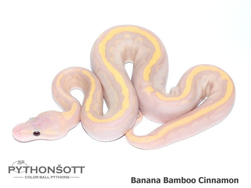 AKTUALIZOVANÁ NABÍDKA MLÁĎAT KRAJTY KRÁLOVSKÉ - 13