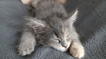 KOŤÁTKA MAINSKÁ MÝVALÍ - 13