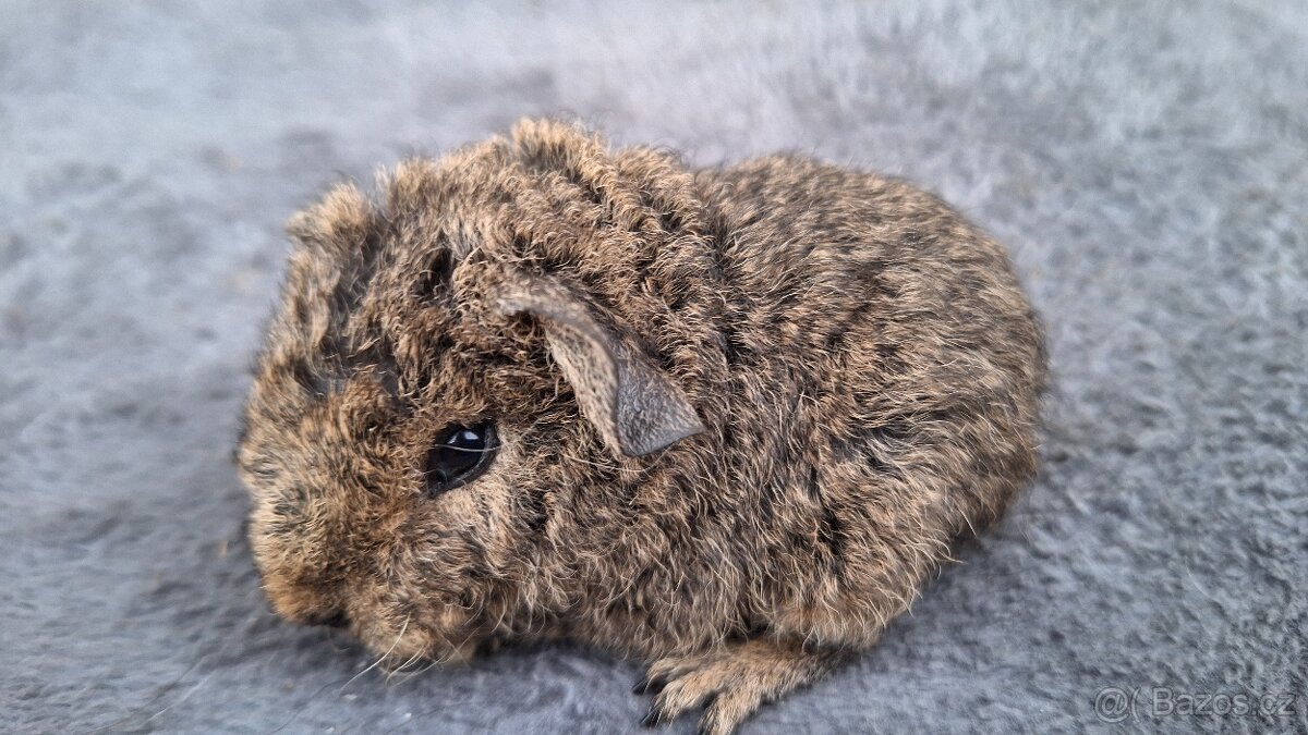 morče US teddy - 13