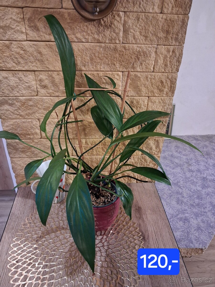 Pokojové rostliny 1 - 13