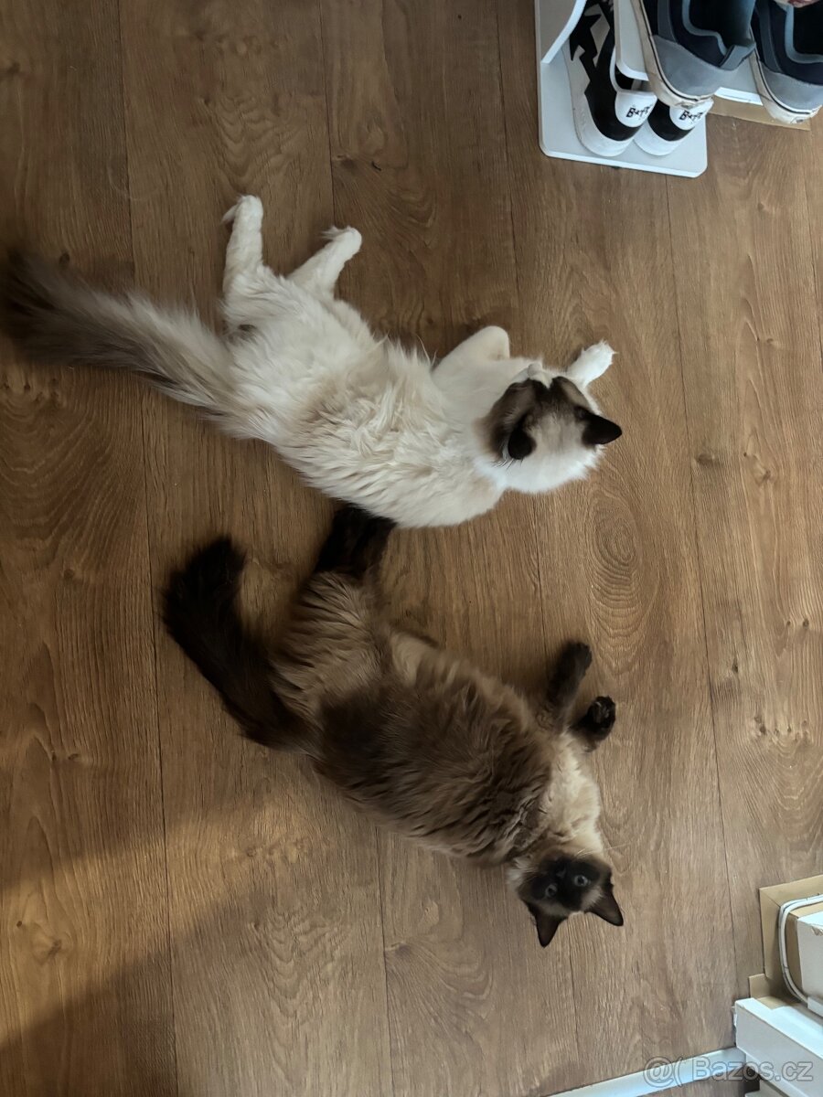 Koťátka Ragdoll - 13