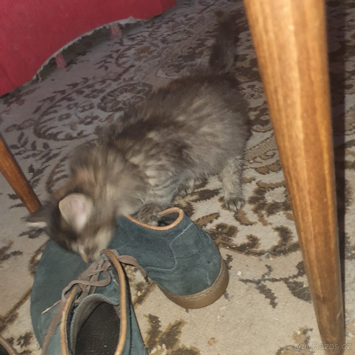 Ponukam maciatko - 13