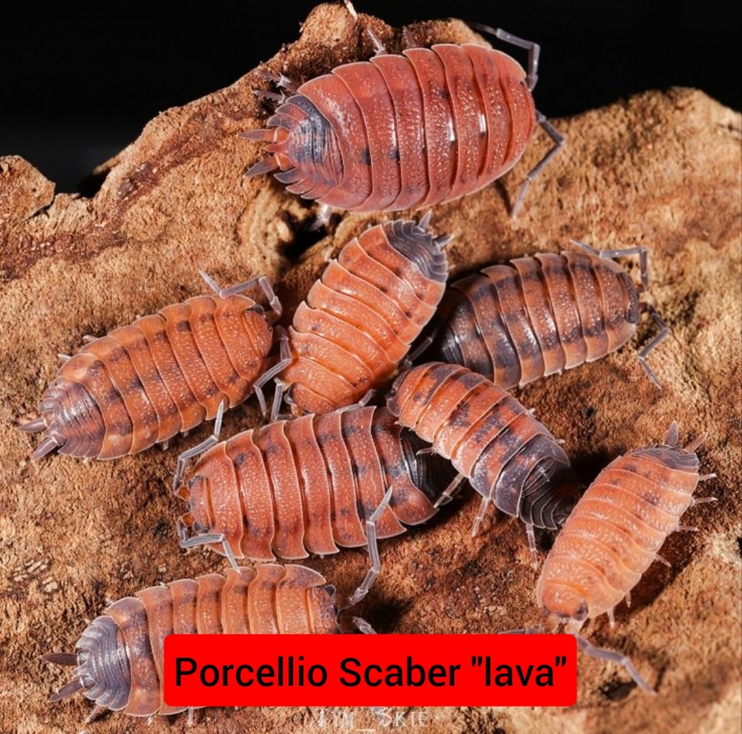 Stínky - isopody - 13