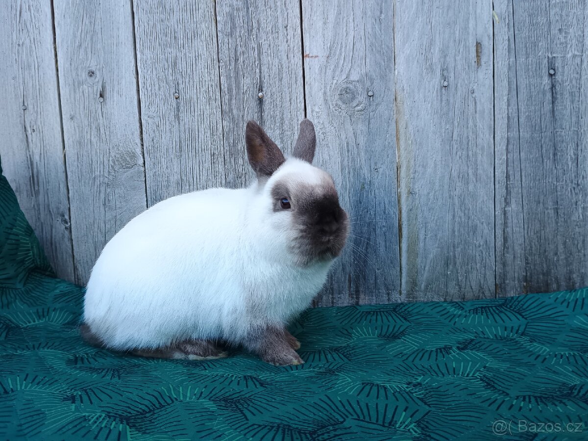 Zakrslý siamský žlutý samečci s PP - 13