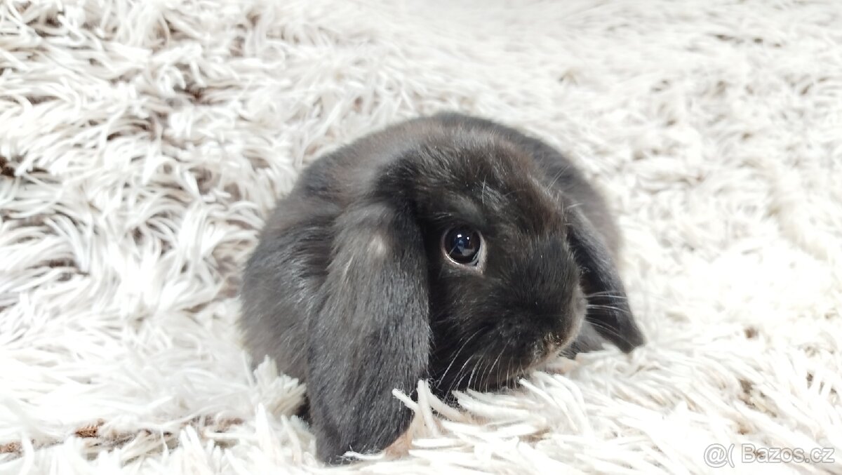 Zakrslý beránek, králíček, králík-BRUNO - 13
