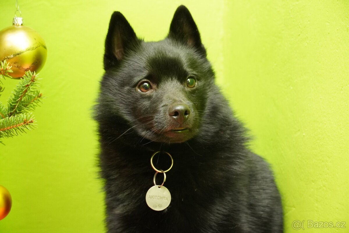 Šiperka s PP- nabízím krytí plnochrupým zdravým psem - 13