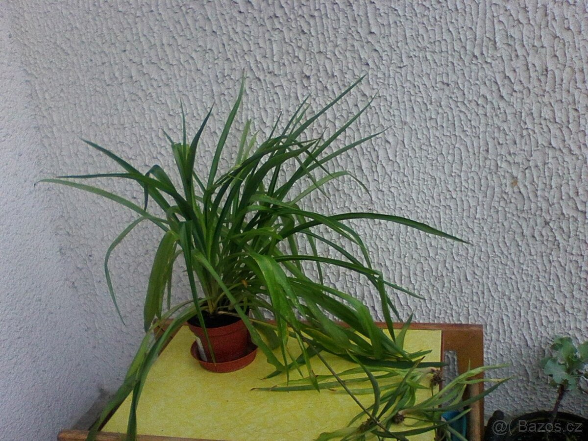 Pokojové květiny - 13