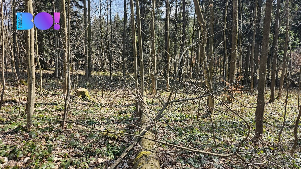 Prodej lesů, 55 558 m², Rybí - 13