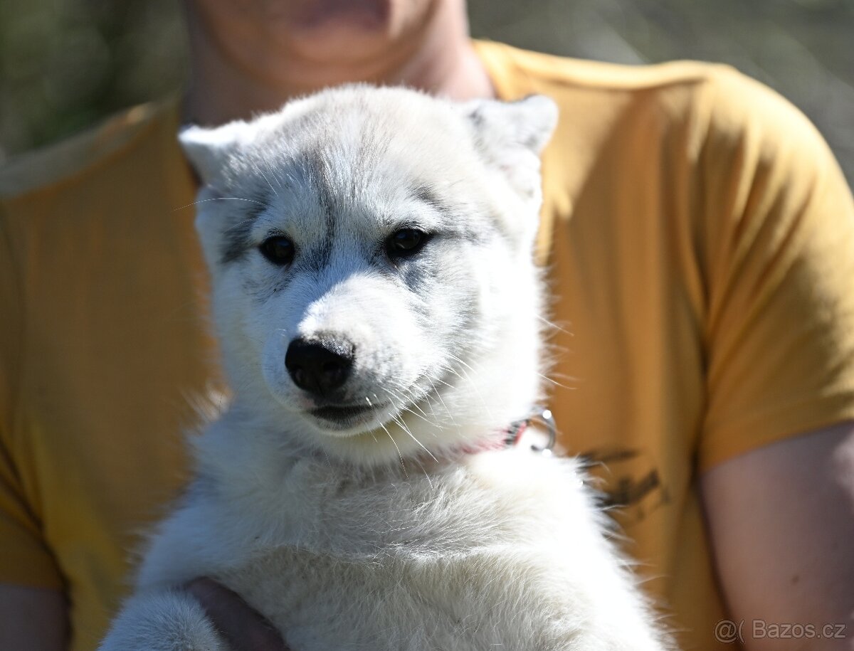 Sibírsky Husky s PP - 13