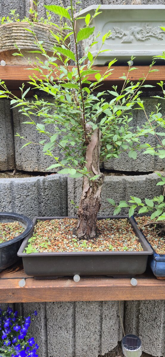 Bonsai, prebonsai - 13