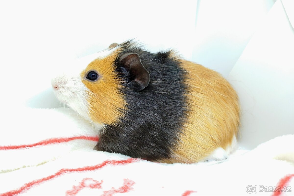 Morče, Morčata, Morčátko, Morčátka - KEVIN - 13