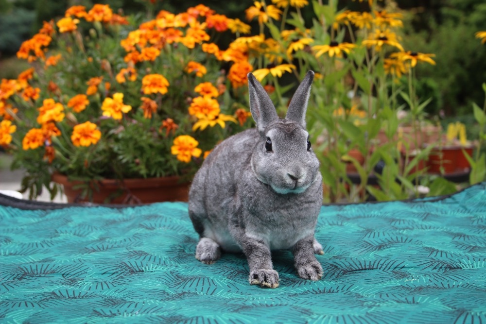 Zakrslý činčilový rex s rodokmenem - 13