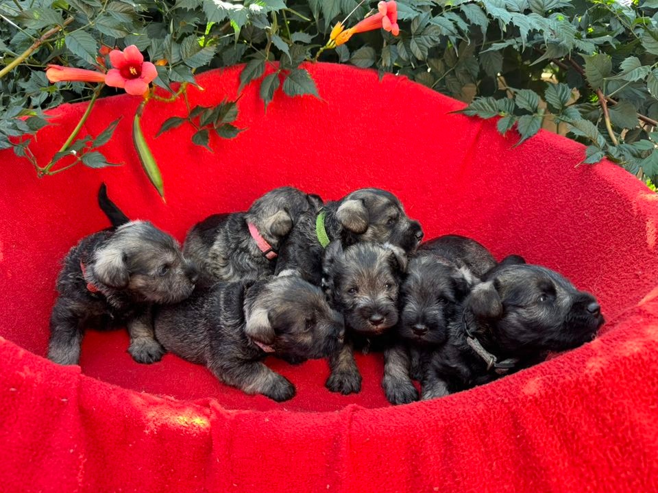 Knírač malý pepř a sůl - 13