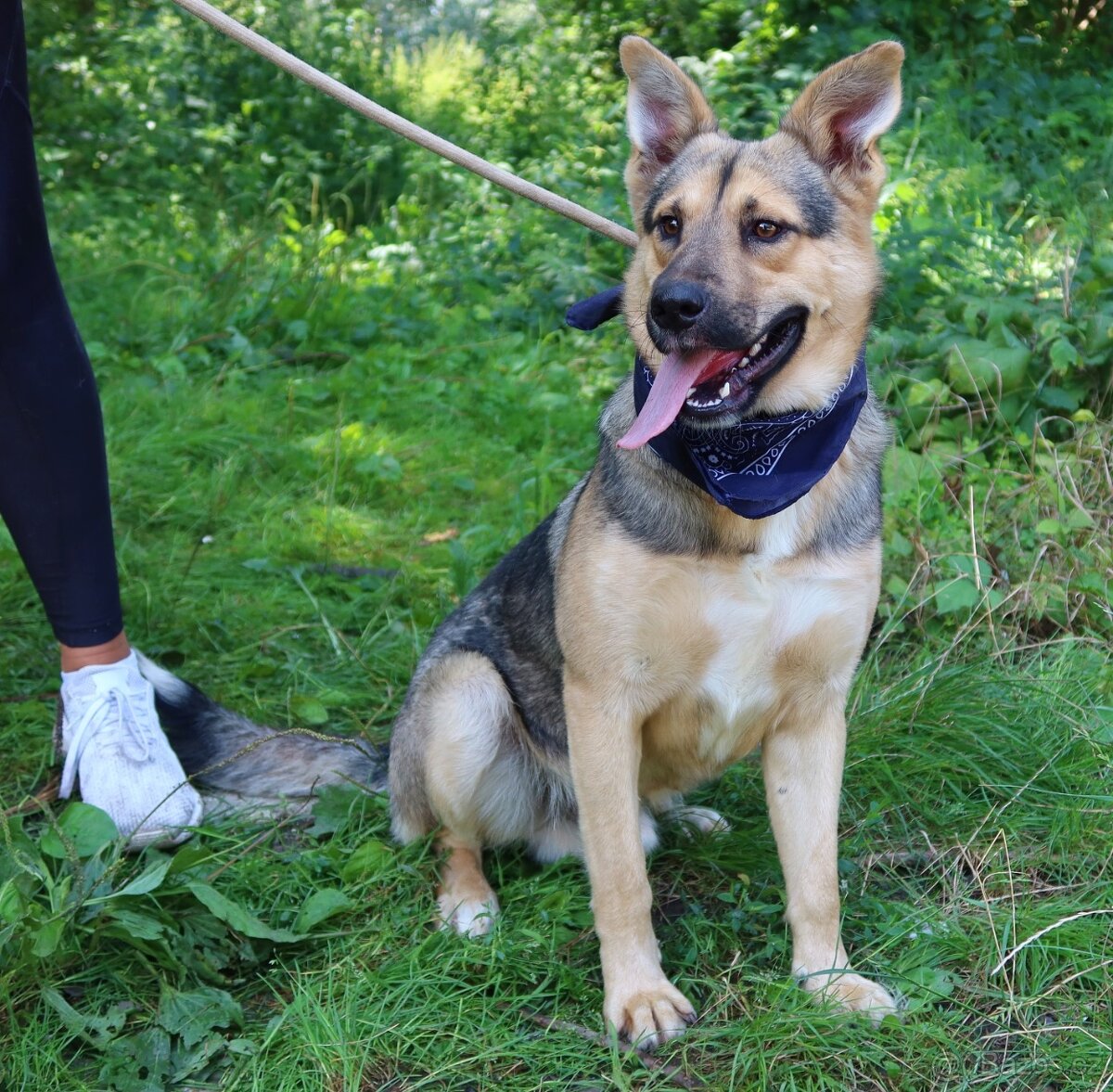 HAKIM K ADOPCI - 3 ROKY, KRÁSNÝ,PŘÁTELSKÝ,HRAVÝ - 13