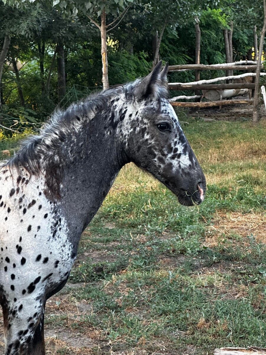 Appaloosa hřebec - připouštění - 13