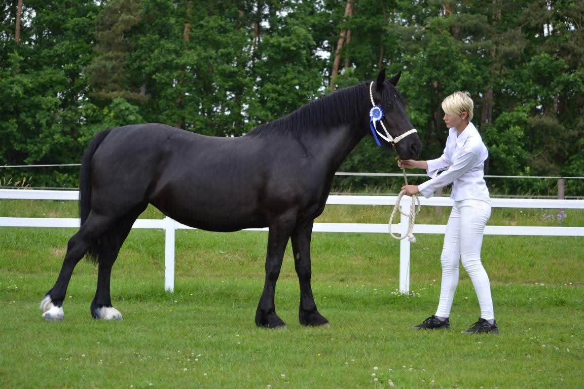 Welsh cob - 13