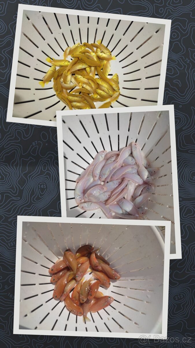 TLAMOVCI TANGANIKA MALAWI - 13