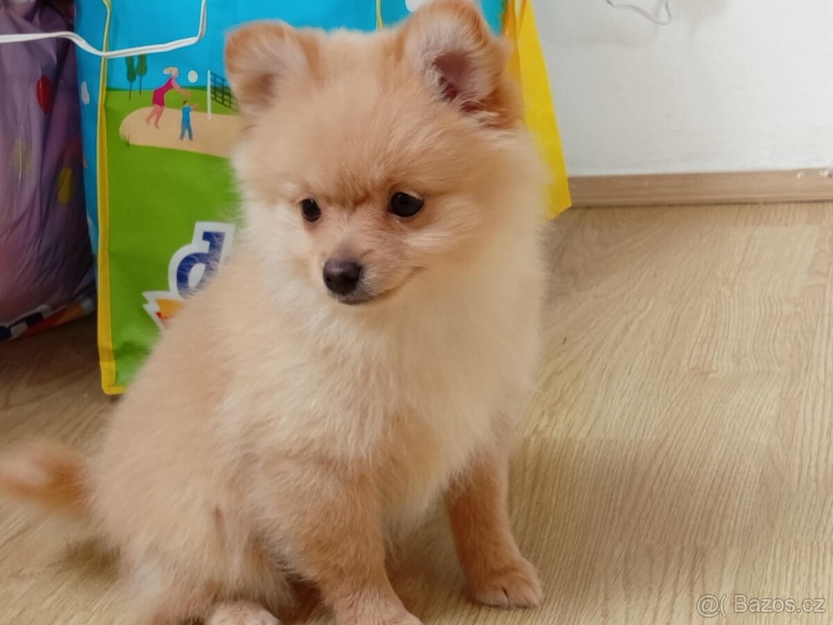 Německý Špic / Malý / Trpasličí X Pomeranian - 13