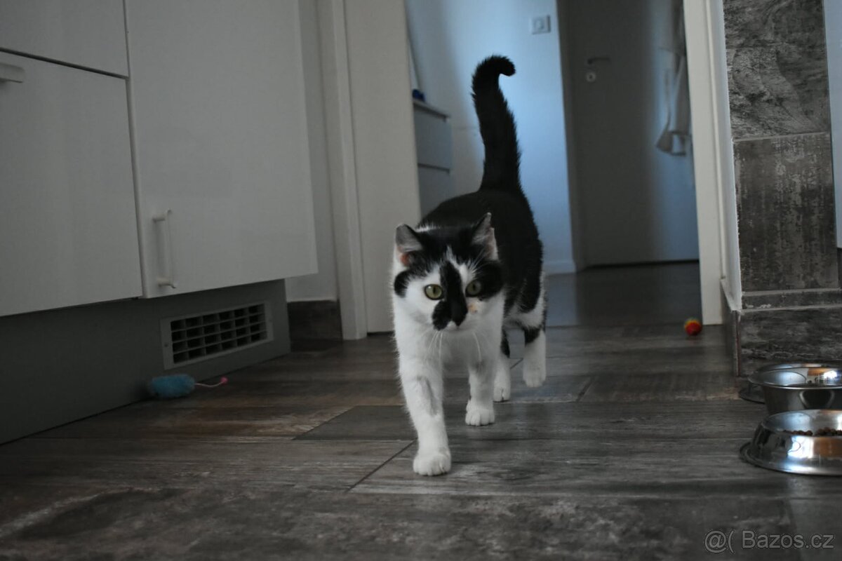 Kočička Gizy - 13