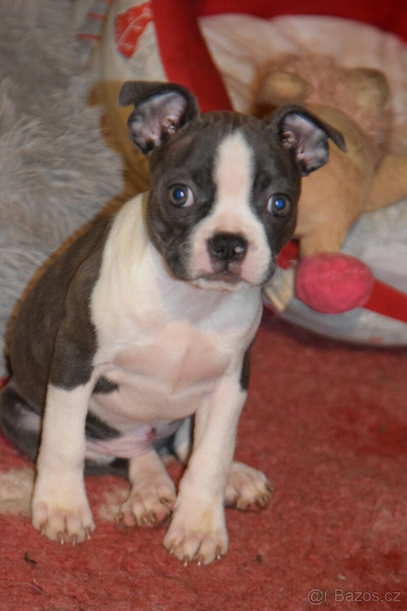 bostonský teriér s PP - modrý pejsek+ modrá holčička - 13