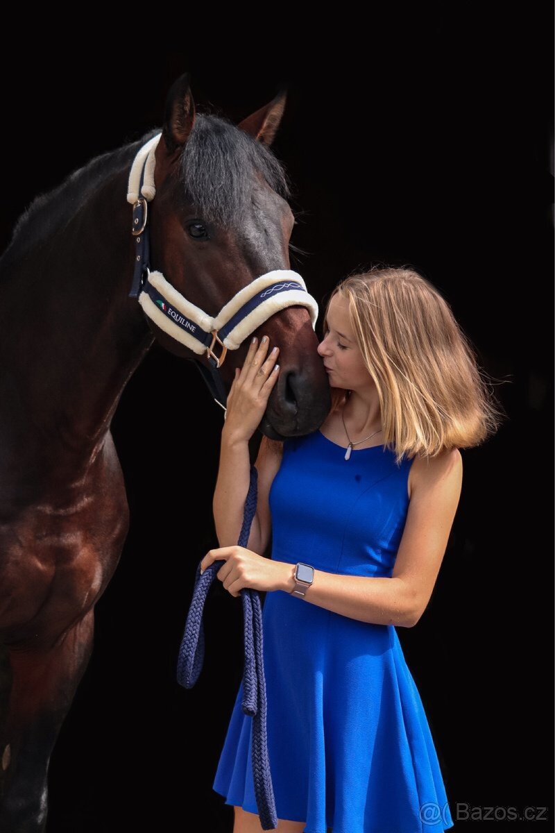 Prodej sportovního koně - 13