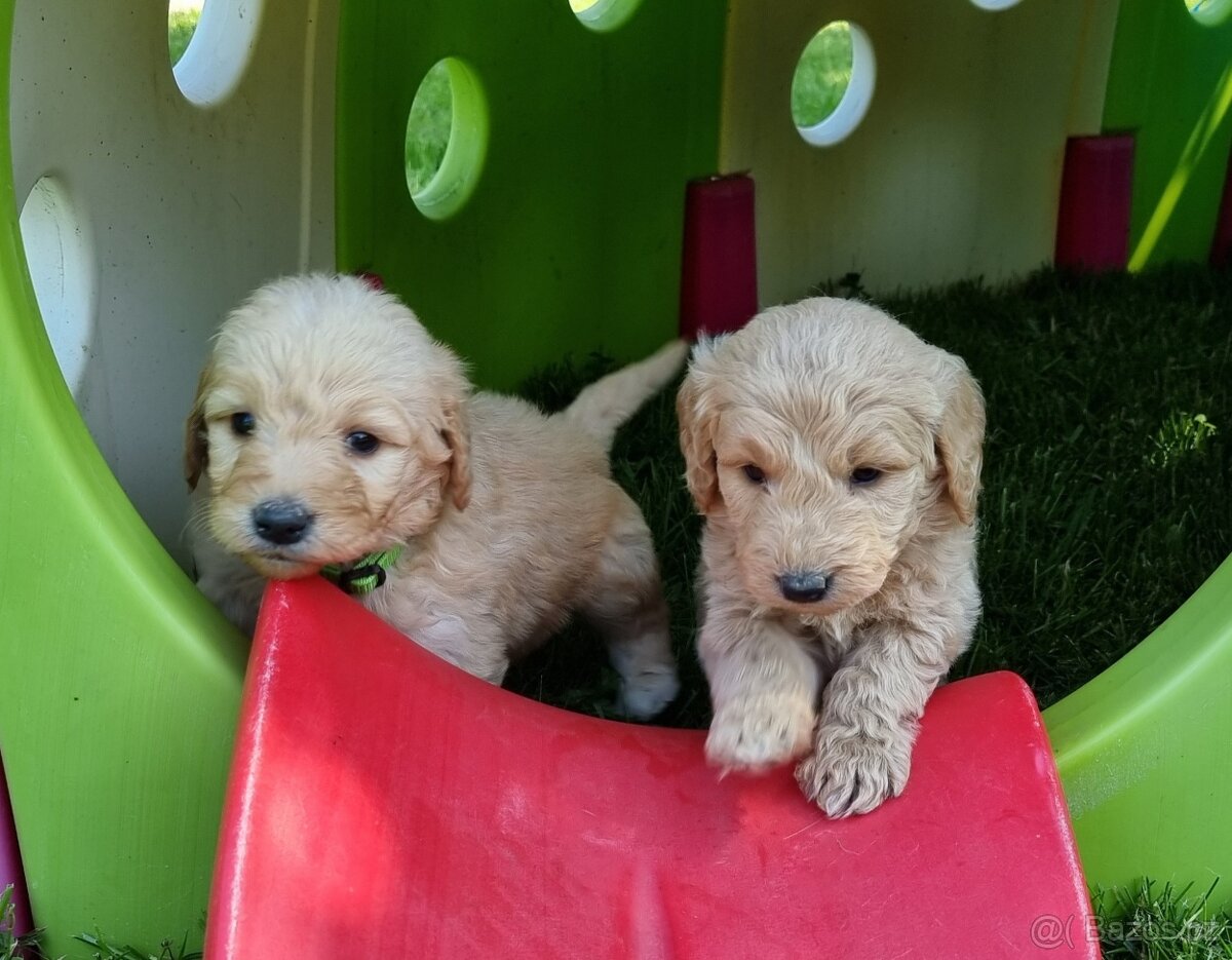Standard F1 GOLDENDOODLE s PP - 13