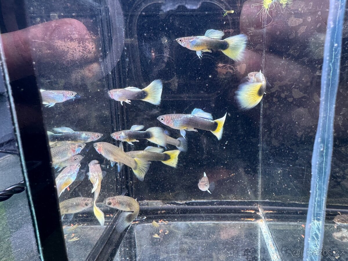 Akvarijní rybky - 13