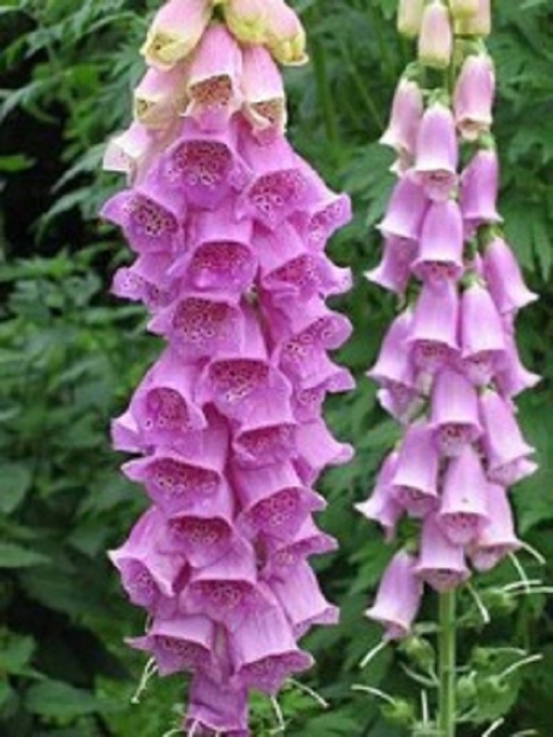 TRVALKY, SKALNIČKY, BYLINKY - 13