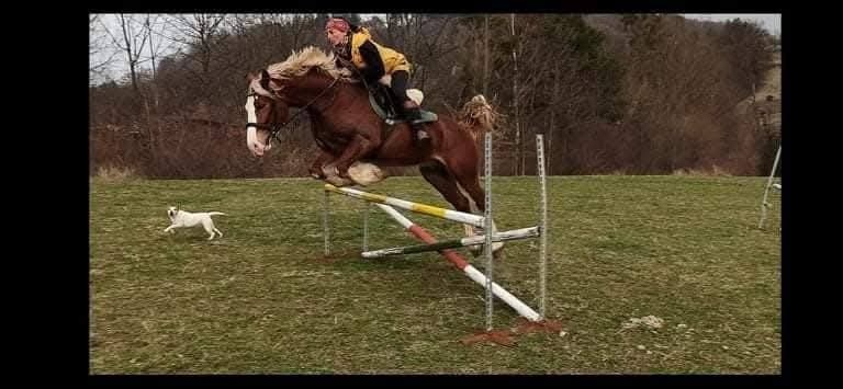 Připouštění Welsh cob - D - 13