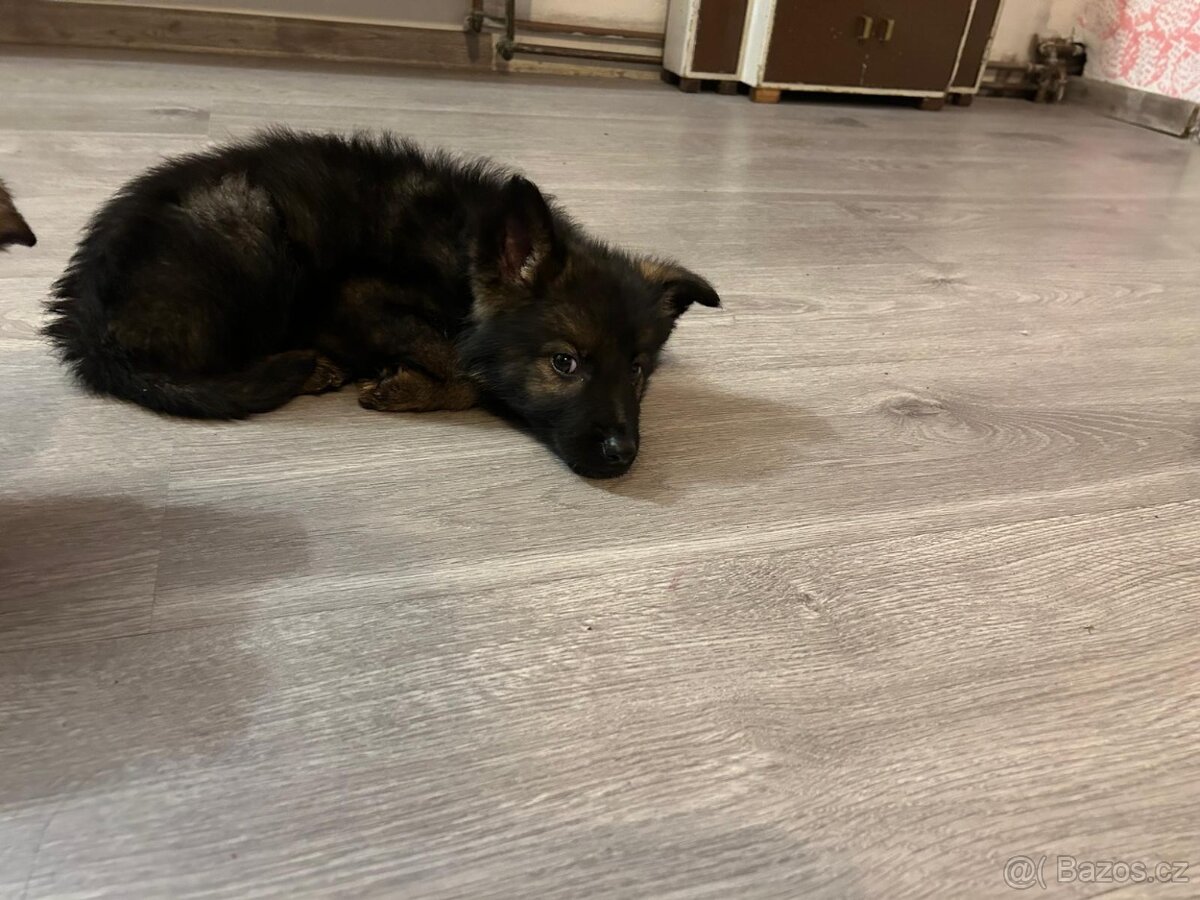 Německý ovčák - 13