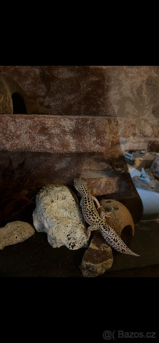 Terarium s gekoncikem - 13