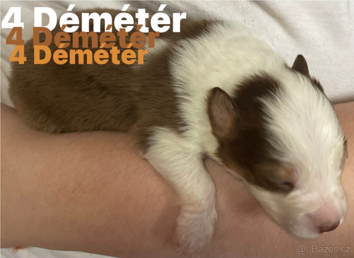 Border kolie s pp - 13