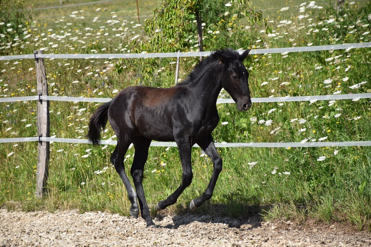 ČERNÝ LUSITANO PŘIPOUŠTĚNÍ - 13