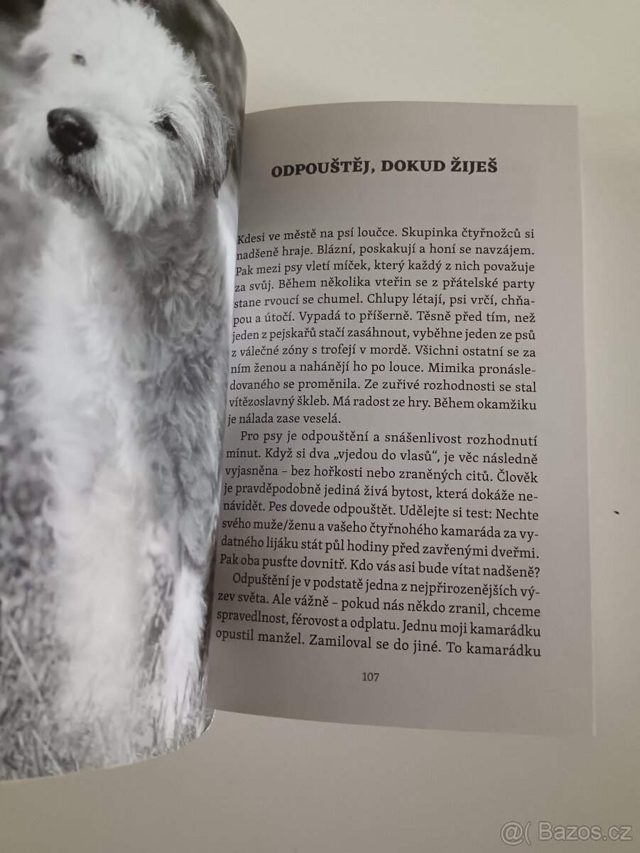 Moudrost starých psů - 13