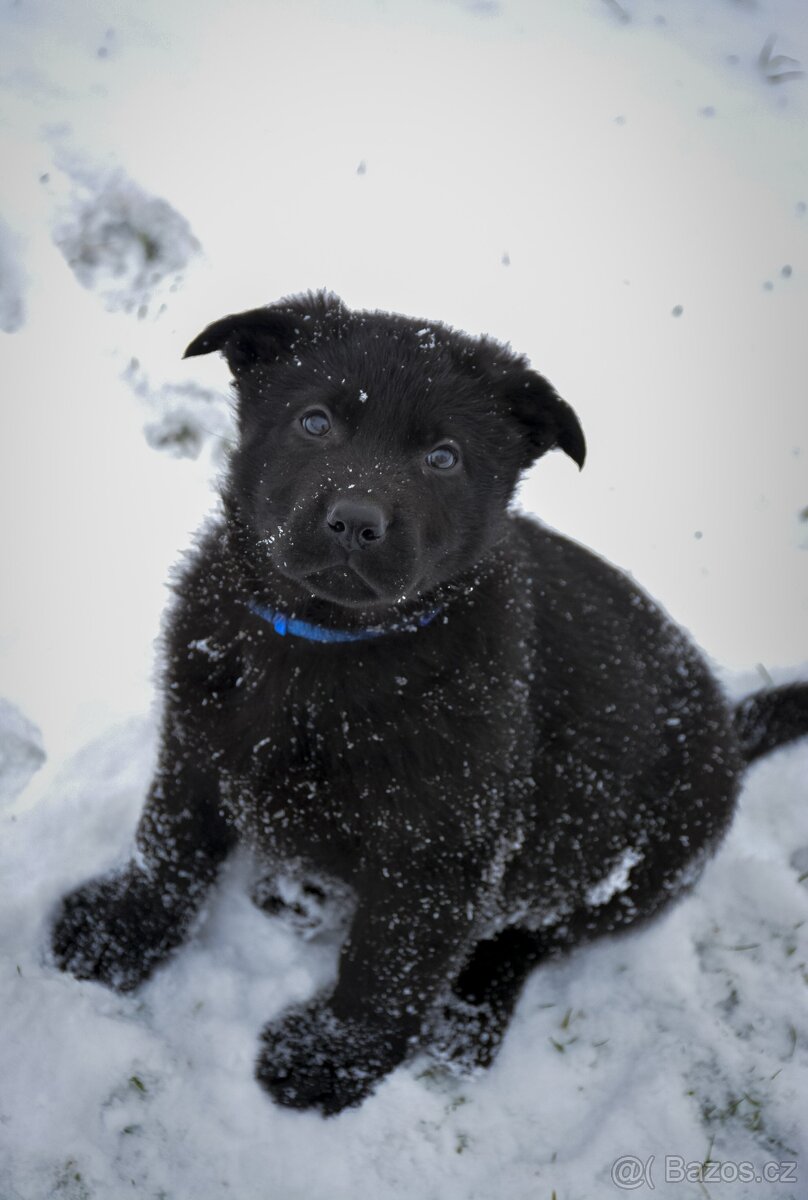 Německý ovčák sytě vlkošedý k odběru s PP - 13