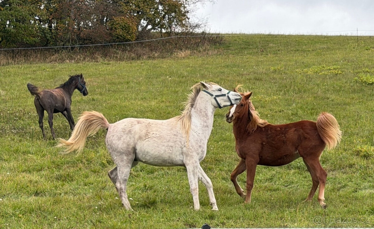 Nabízíme k prodeji arabské plnokrevníky - 13