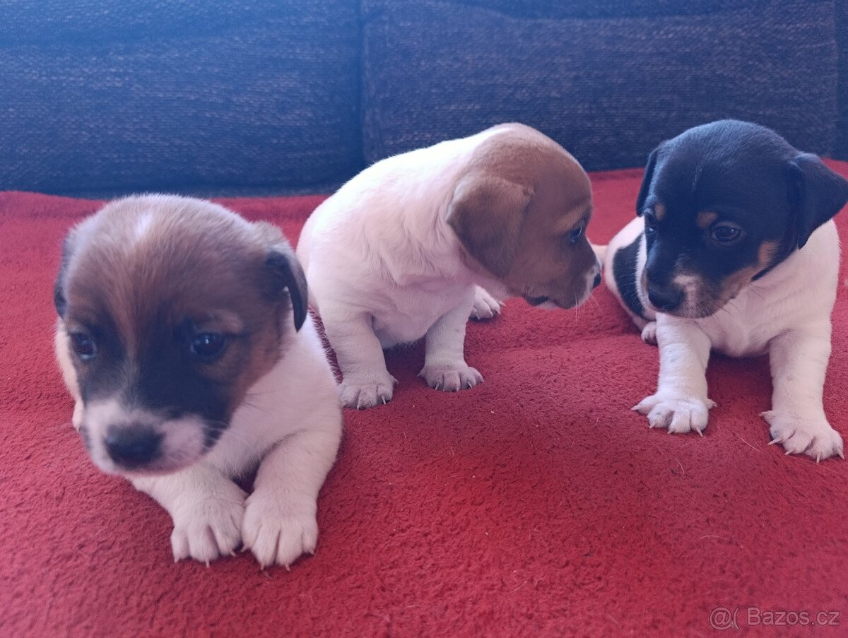 Jack Russell Terier - 13