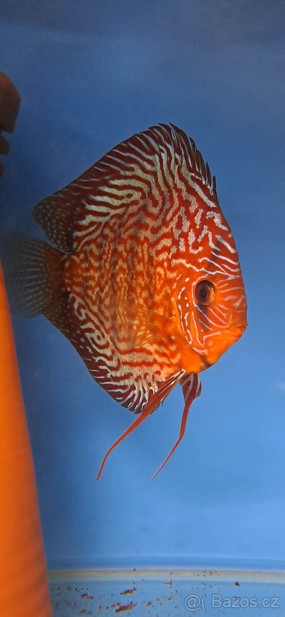 Discus-Terčovec - 13