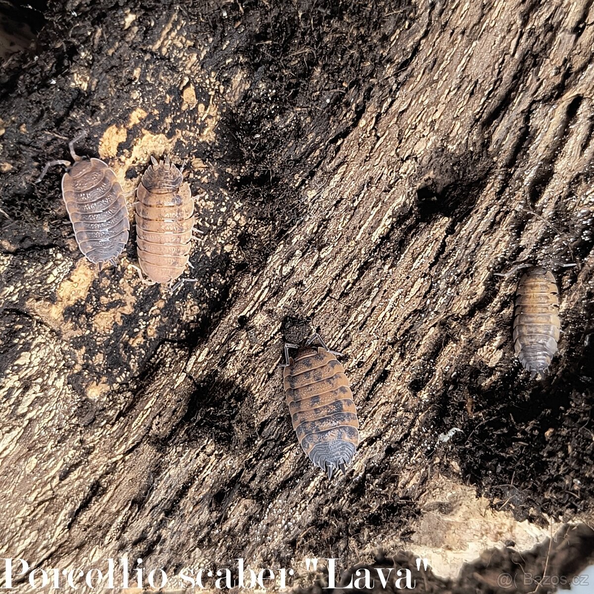 ISOPODY·STÍNKY - Fauna trhy Ostrava 14.12. - 13
