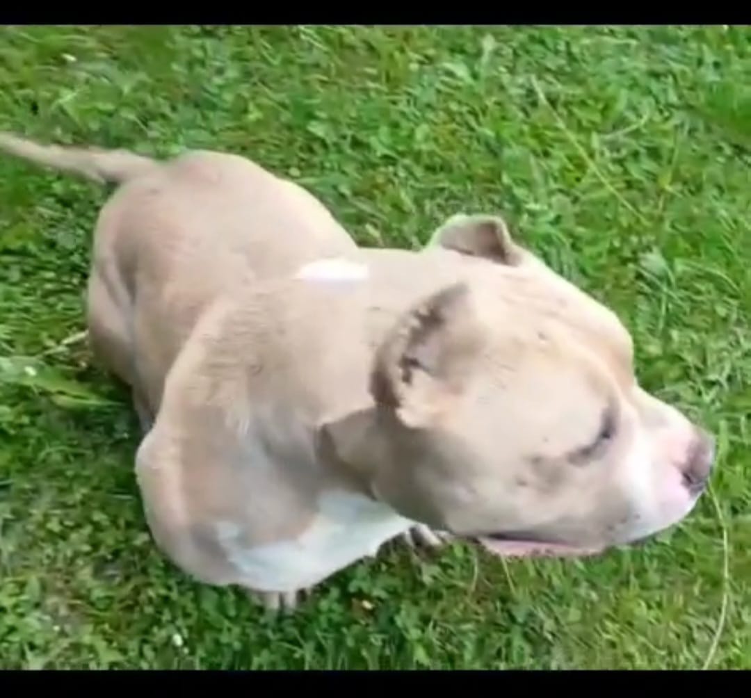 American bully standard - 13