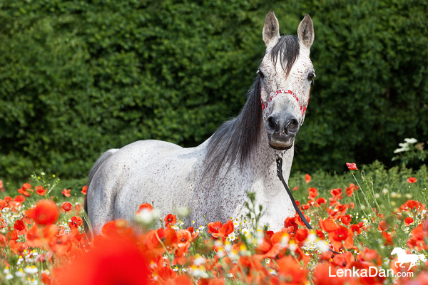 Nabízím arabského hřebečka - 13