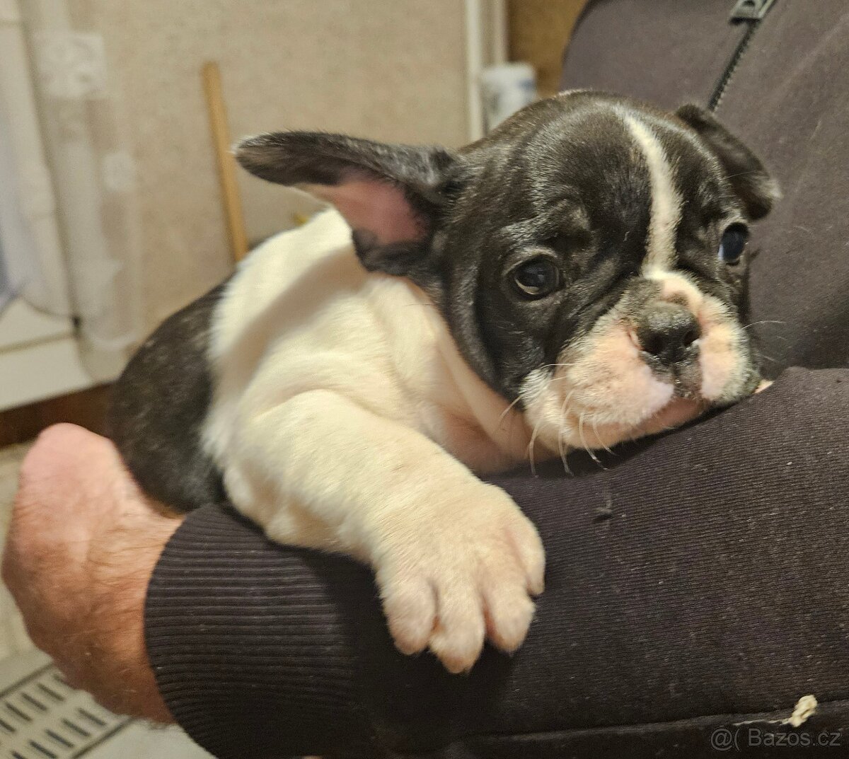 Francouzský buldoček - 13
