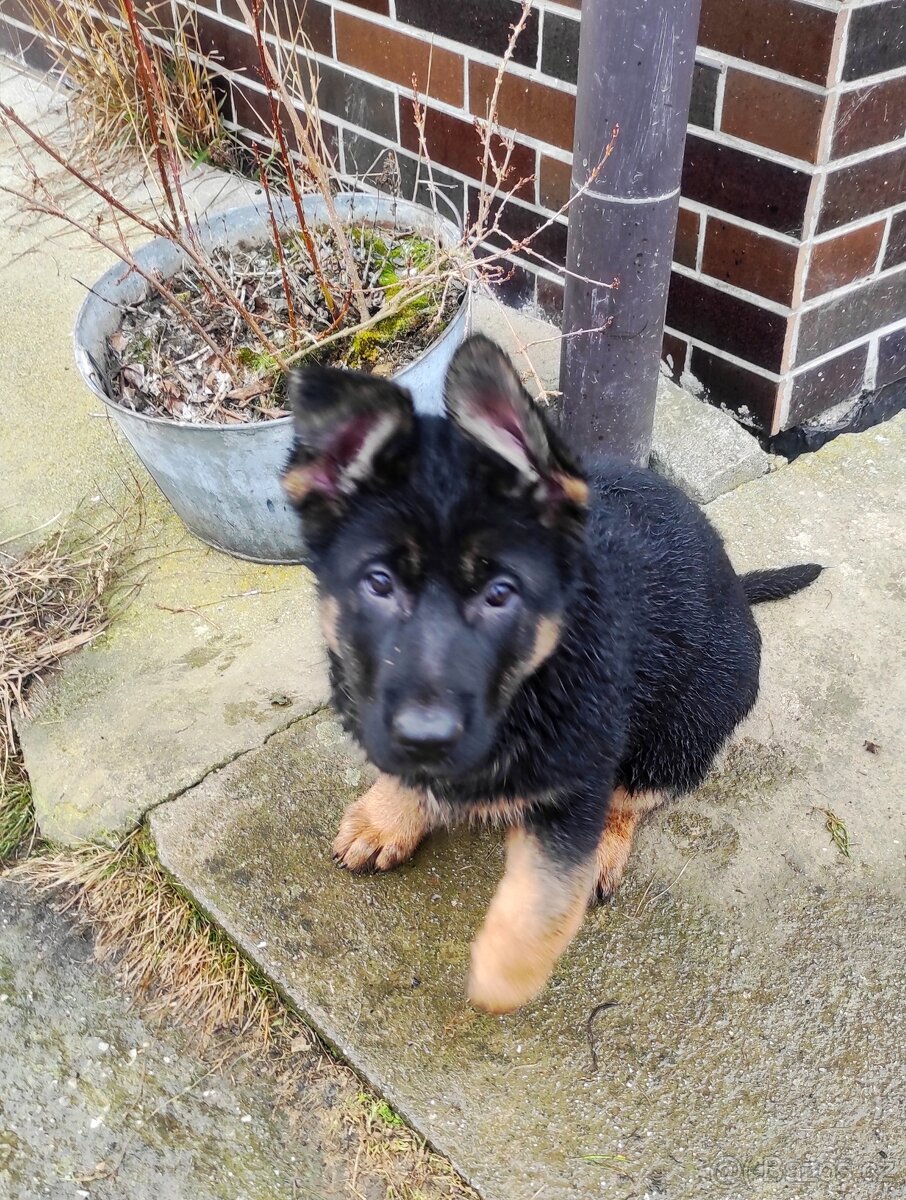 Německý ovčák - štěňata s PP - 13