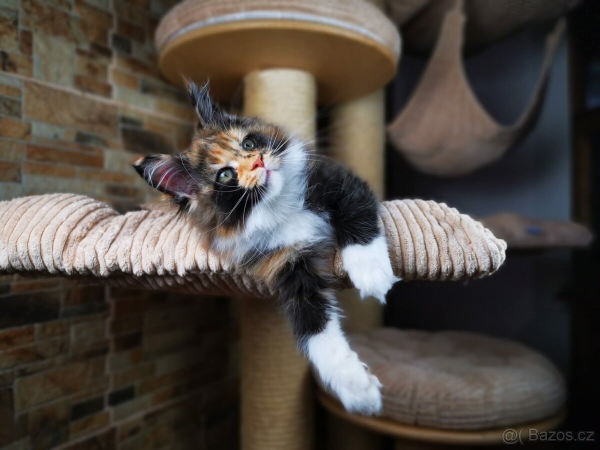 Mainská mývalí kočka s průkazem původu - kočička Nikkie - 13